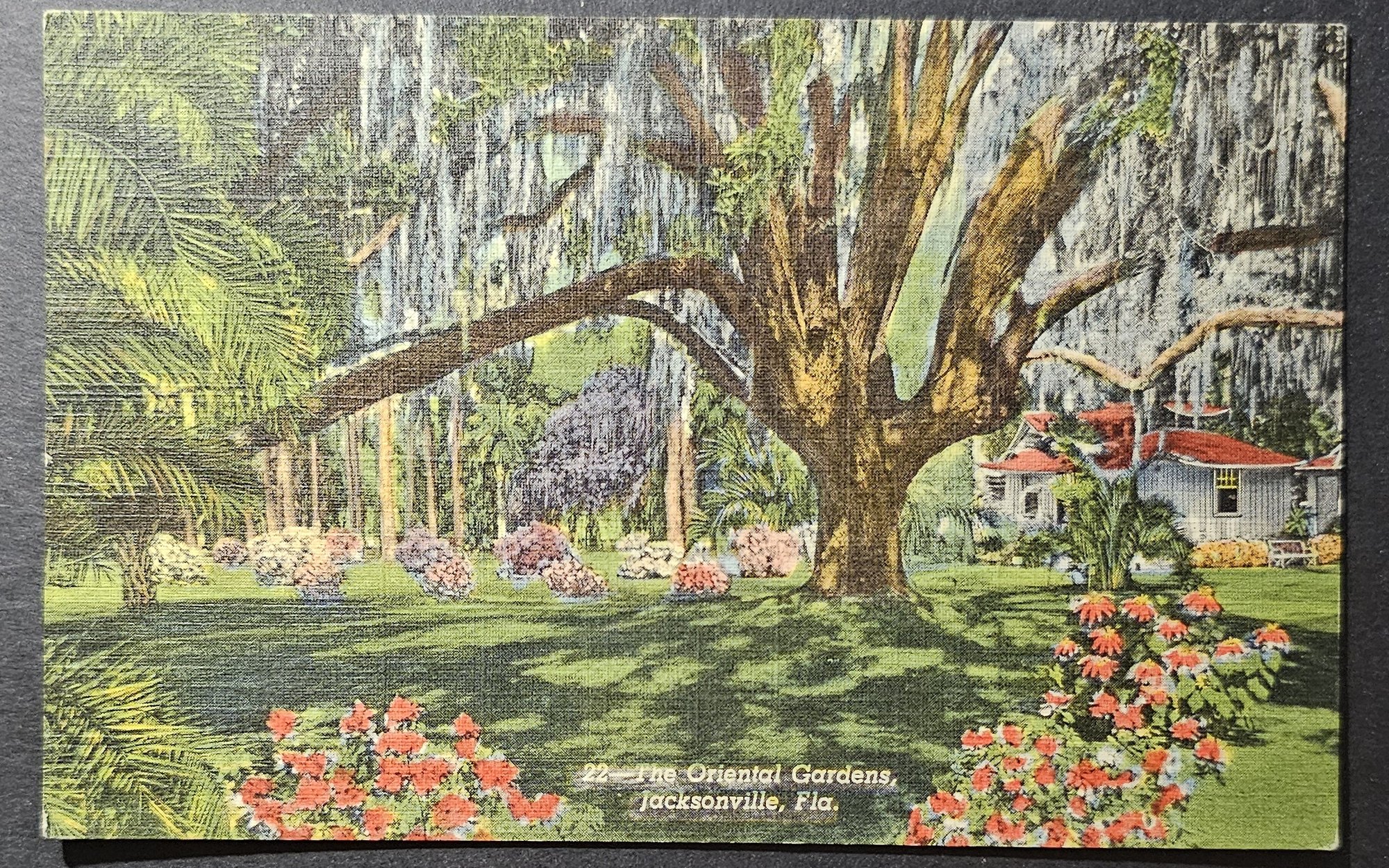 postcard USA - FL - Florida #0058 (image for) postcard USA - FL - Florida #0058